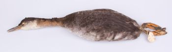 Media type: image;   Ornithology 246073